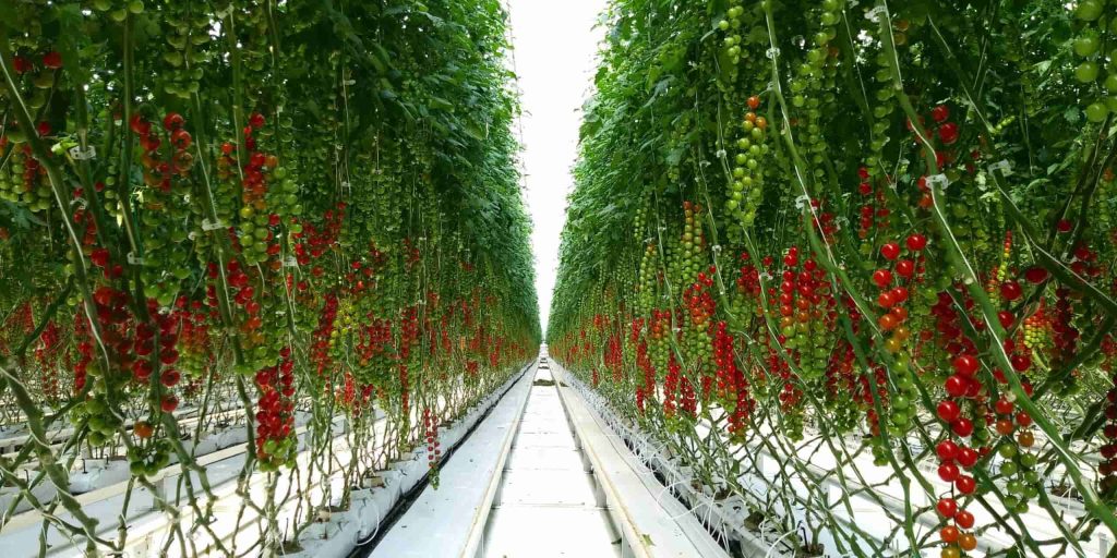 گوجه فرنگی - ترکیه